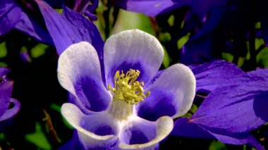 Bal arısı mor çiçekte polen ve nektar toplar