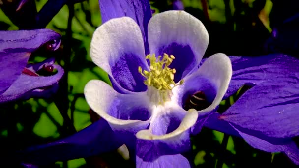 Abeja Miel Recoge Polen Néctar Flor Púrpura — Vídeo de stock