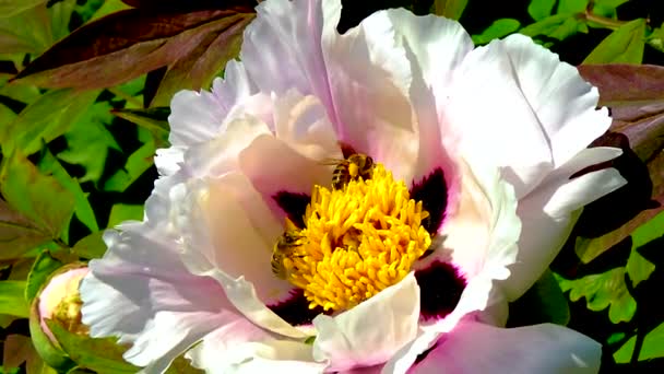 ミツバチは大きな木の牡丹の花に花粉や蜜を集めます — ストック動画