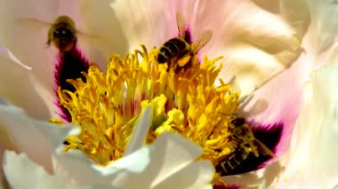 Bal arısı, büyük bir şakayık çiçeğinin üzerinde polen ve nektar toplar.