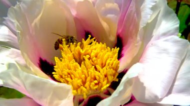 Bal arısı, büyük bir şakayık çiçeğinin üzerinde polen ve nektar toplar.