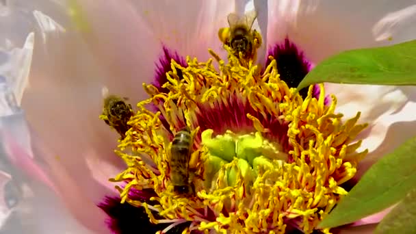 Медовая Пчела Собирает Пыльцу Нектар Большом Цветке Пиона — стоковое видео