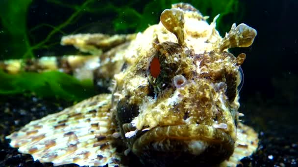 Europese Zwarte Schorpioenvis Scorpaena Porcus Giftige Gevaarlijke Vis — Stockvideo