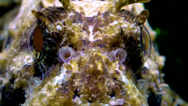 Europese Zwarte Schorpioenvis Scorpaena Porcus Giftige Gevaarlijke Vis — Stockvideo