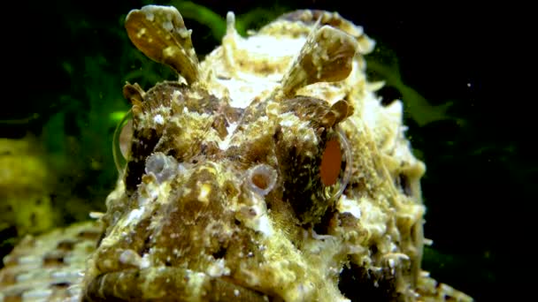 Scorpionfish Noir Scorpaena Porcus Poissons Dangereux Toxiques — Video