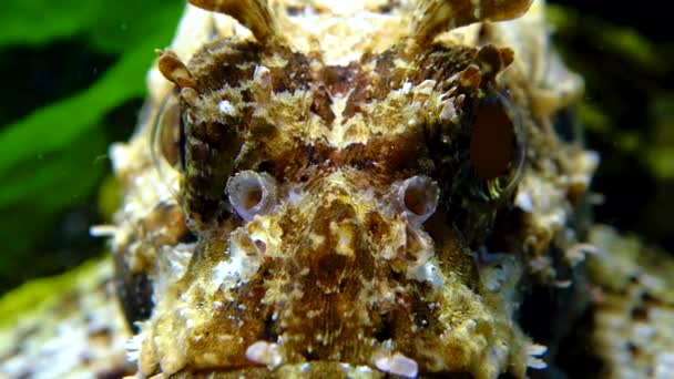 European Black Scorpionfish Scorpaena Porcus Poisonous Dangerous Fish — Stock Video