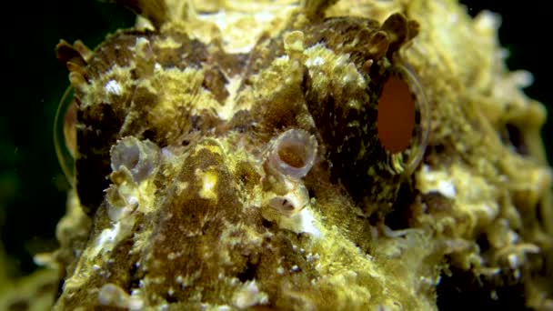 欧洲黑蝎鱼 Scorpaena Porcus 有毒危险鱼 — 图库视频影像