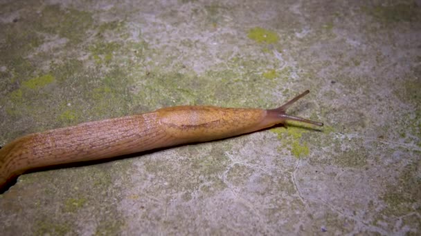 Eine Große Nacktschnecke Kriecht Nachts Auf Den Boden — Stockvideo