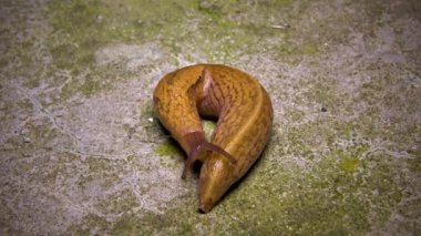 Büyük bir sümüklü böcek geceleri yerde sürünür.