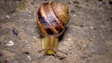 Gece yerde sürünen büyük üzüm salyangozu (Helix pomatia)