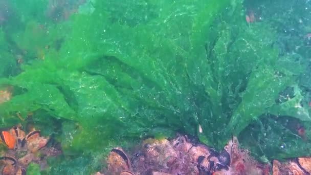 Černomořské Zelené Červené Řasy Enteromorpha Ulva Ceramium Polisifonie Cladophora Skalách — Stock video