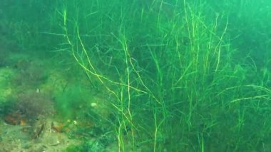 Boynuzlu pondweed (Zannichellia palustris) deniz haliçlerindeki su bitkilerinin çalılıkları, Sukhoy haliçleri Ukrayna