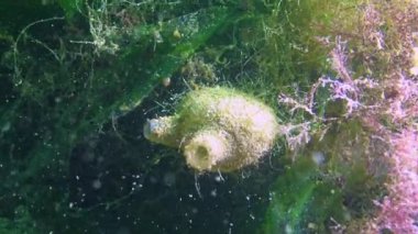Tunicate Sea üzümleri (Molgula euprocta, ascidiacea) midyelerle kaplı bir kaya üzerinde, Karadeniz