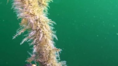 Hidroidler polip (Obelia sp. ), coelenterates. Karadeniz, Ukrayna