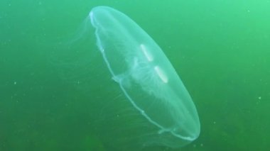 Genel denizanası, ay denizanası (Aurelia aurita) Karadeniz 'de algler üzerinde yüzer.