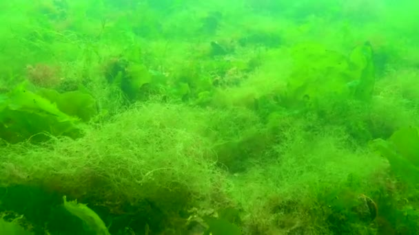 Černomořské Zelené Červené Řasy Enteromorpha Ulva Ceramium Polisifonie Cladophora Skalách — Stock video