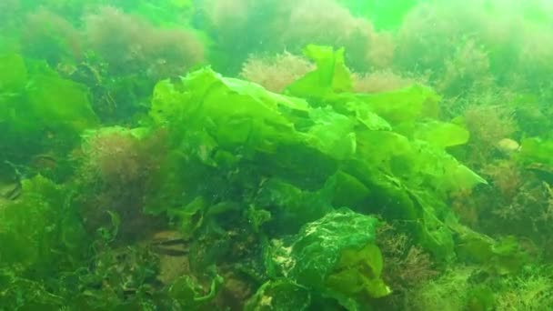 Черное Море Зеленые Красные Водоросли Enteromorpha Ulva Ceramium Polisiphonia Cladophora — стоковое видео