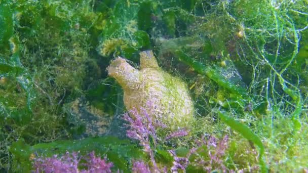 홍합으로 청록색 해바라기 몰굴라에우 그레타 Ascidiacea — 비디오