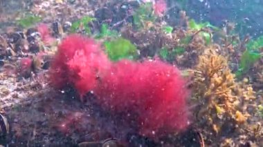 Karadeniz kırmızı algleri (Callitamnion sp.) Karadeniz 'deki kayalıklarda