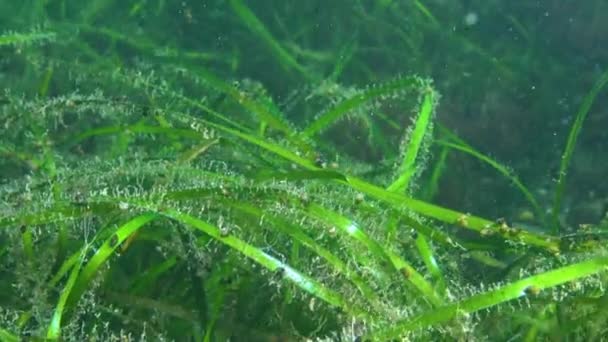 Pequenos Peixes Wrasse Symphodus Cinereus Nadam Entre Plantas Aquáticas Zostera — Vídeo de Stock