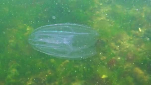 Ctenóforos Invasor Peines Mar Negro Medusas Mnemiopsis Leidy Mar Negro — Vídeos de Stock