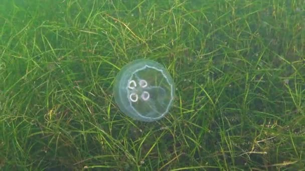 Medusas Comunes Medusas Lunares Aurelia Aurita Nada Sobre Algas Mar — Vídeo de stock