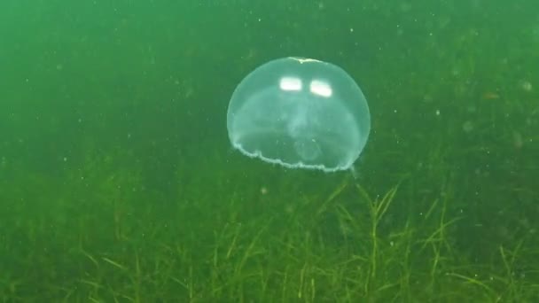 Gemeine Qualle Mondqualle Aurelia Aurita Schwimmt Über Algen Schwarzen Meer — Stockvideo