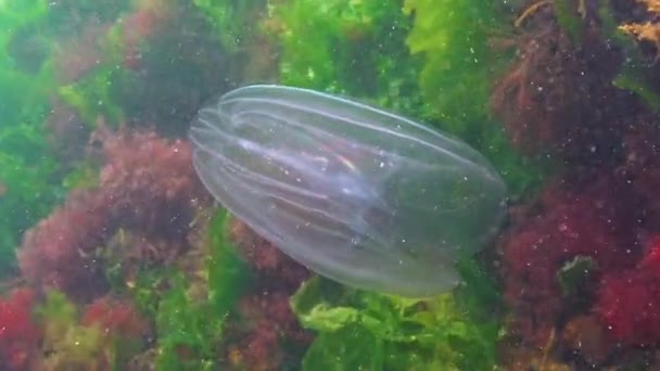 Ctenophores Kam Inkräktare Till Svarta Havet Maneter Mnemiopsis Leidy Svarta — Stockvideo