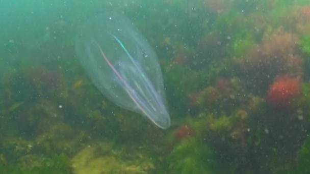 Ctenophores Comb Invader Black Sea Jellyfish Mnemiopsis Leidy Black Sea — Stock Video