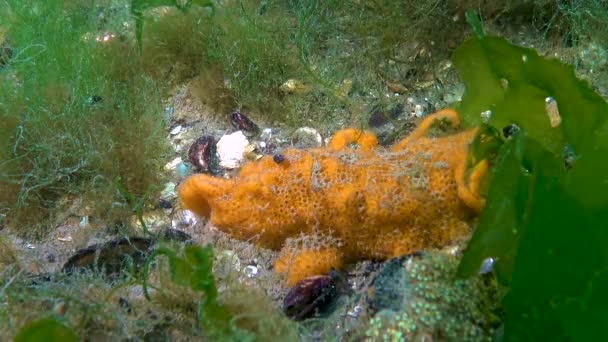 Botryllus Schlosseri Golden Star Tunicate Διαφορετικών Χρωμάτων Μαύρη Θάλασσα — Αρχείο Βίντεο