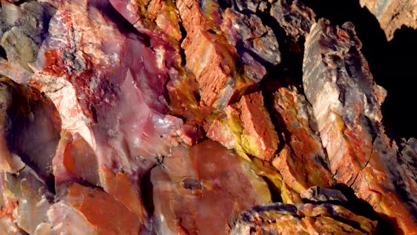 Los Troncos Árboles Petrificados Cristales Multicolores Minerales Parque Nacional Bosque — Vídeo de stock