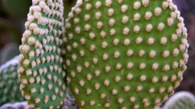 Melek Kanatları, Tavşan Kulağı, Polka Dot Kaktüsü (Opuntia mikrodasys) Sonoran Çölü, Arizona