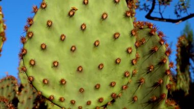 Mavi gökyüzüne karşı uzun omurgalı mor dikenli armut (Opuntia makrocentra). Arizona, ABD