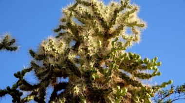 Cane dikenli kolla, mavi gökyüzünün arka planında baston kaktüs (sillindropuntia spinosior). Arizona, ABD