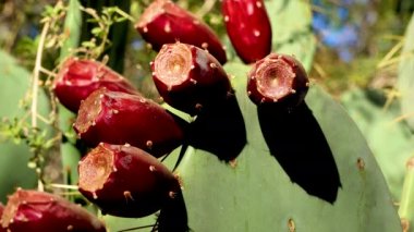Kaktaceae, Opuntia sp. Kırmızı kaktüs dikenli armut meyvesi. Arizona, ABD