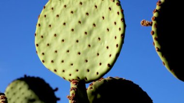 Mavi gökyüzüne karşı uzun omurgalı mor dikenli armut (Opuntia makrocentra). Arizona, ABD
