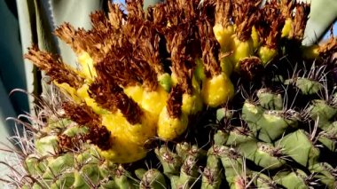 Büyük bir şeker fıçısı kaktüsünün üzerinde tohumları olan sarı meyveler (Ferocactus wislizeni, Cactaceae). Arizona, ABD