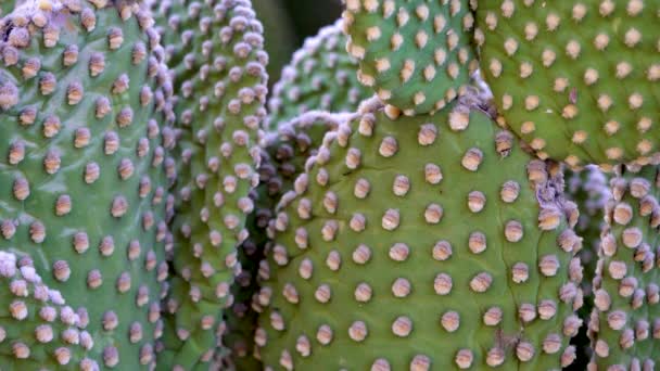 Anielskie Skrzydła Królicze Uszy Kaktusy Polka Dot Opuntia Microdasys Pustyni — Wideo stockowe