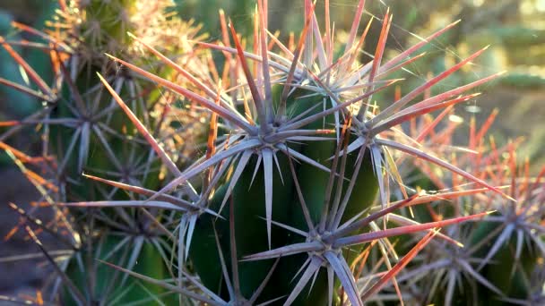 Cacti Grusonia Kunzei Long Cactus Spines Close Arizona — Stock Video