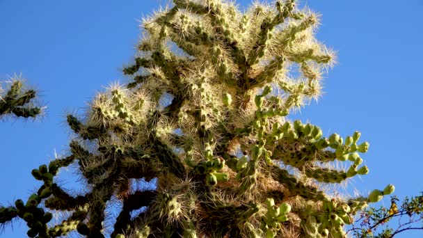 Stockstachelcholla Walkingstick Kaktus Cylindropuntia Spinosior Vor Blauem Himmel Arizona Usa — Stockvideo