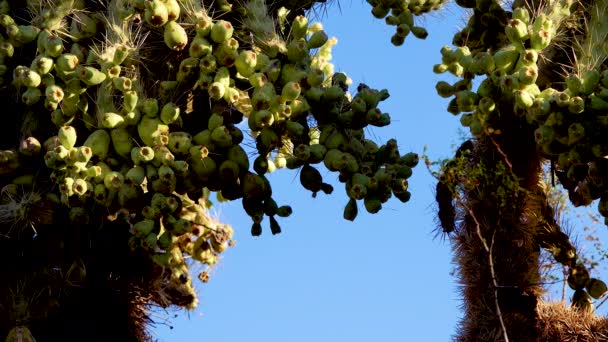 在蓝天的背景下 有犬刺的胆囊 行走的仙人掌 Cylindropuntia Spinosior 美国亚利桑那州 — 图库视频影像