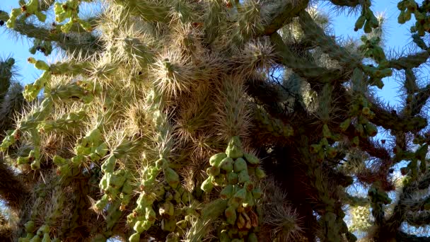 在蓝天的背景下 有犬刺的胆囊 行走的仙人掌 Cylindropuntia Spinosior 美国亚利桑那州 — 图库视频影像