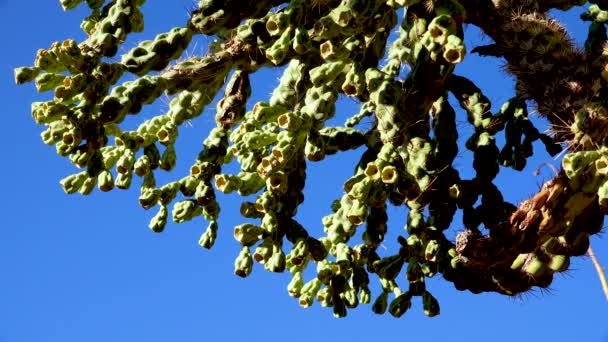 在蓝天的背景下 有犬刺的胆囊 行走的仙人掌 Cylindropuntia Spinosior 美国亚利桑那州 — 图库视频影像