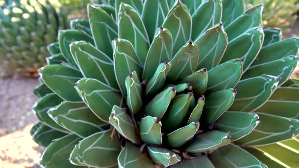 Gran Agave Con Rayas Blancas Las Hojas Arizona Phoenix Jardín — Vídeos de Stock