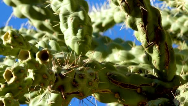 Cane Spiny Cholla Walkingstick Cactus Cylindropuntia Spinosior Background Blue Sky — Stock Video