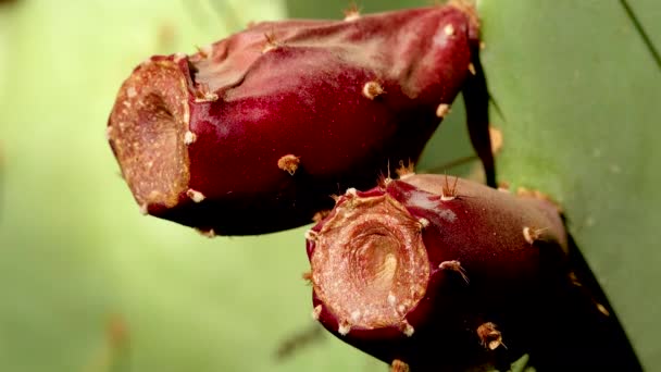 Cactaceae Opuntia Червоний Кактус Соковитої Груші Арізона Сша — стокове відео