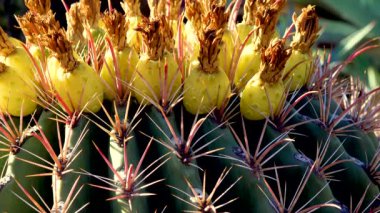Büyük bir şeker fıçısı kaktüsünün üzerinde tohumları olan sarı meyveler (Ferocactus wislizeni, Cactaceae). Arizona, ABD