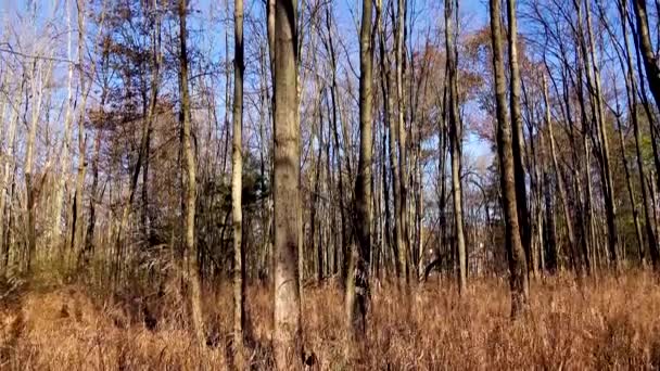 Télen Erdő Fák Lombozat Nélkül Állnak — Stock videók