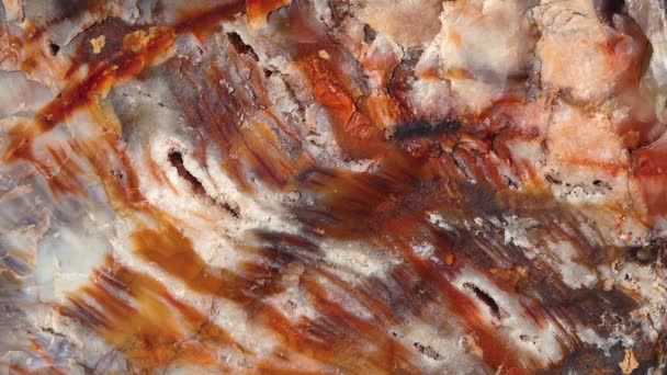 Batang Pohon Yang Membatu Kristal Mineral Berwarna Warni Petrified Forest — Stok Video