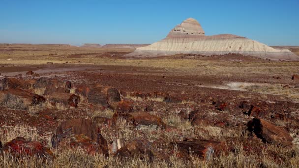 Stammarna Förstenade Träd Flerfärgade Kristaller Mineraler Förgrunden Petrified Forest National — Stockvideo